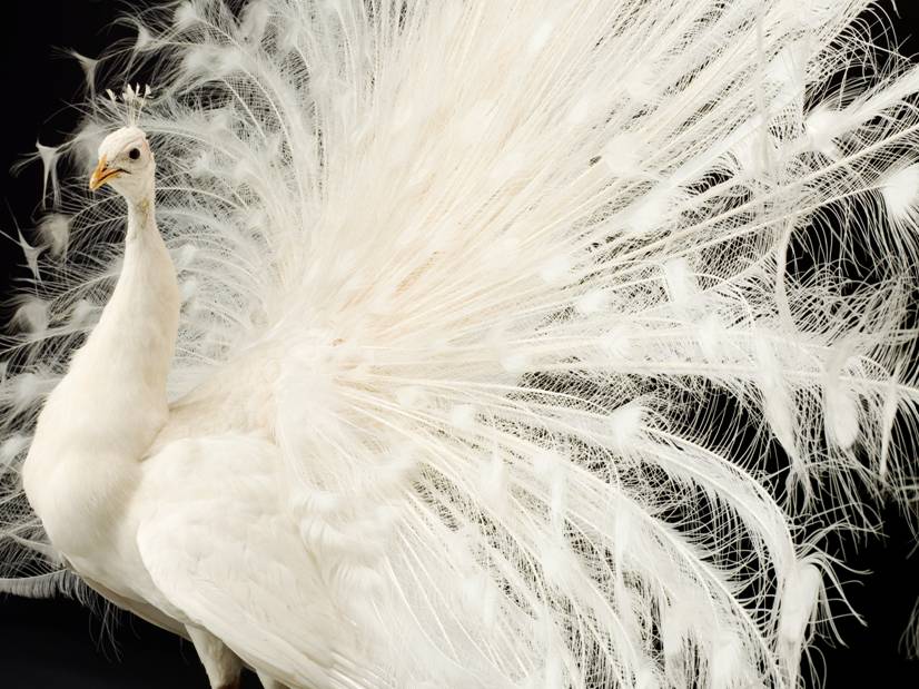 peacock