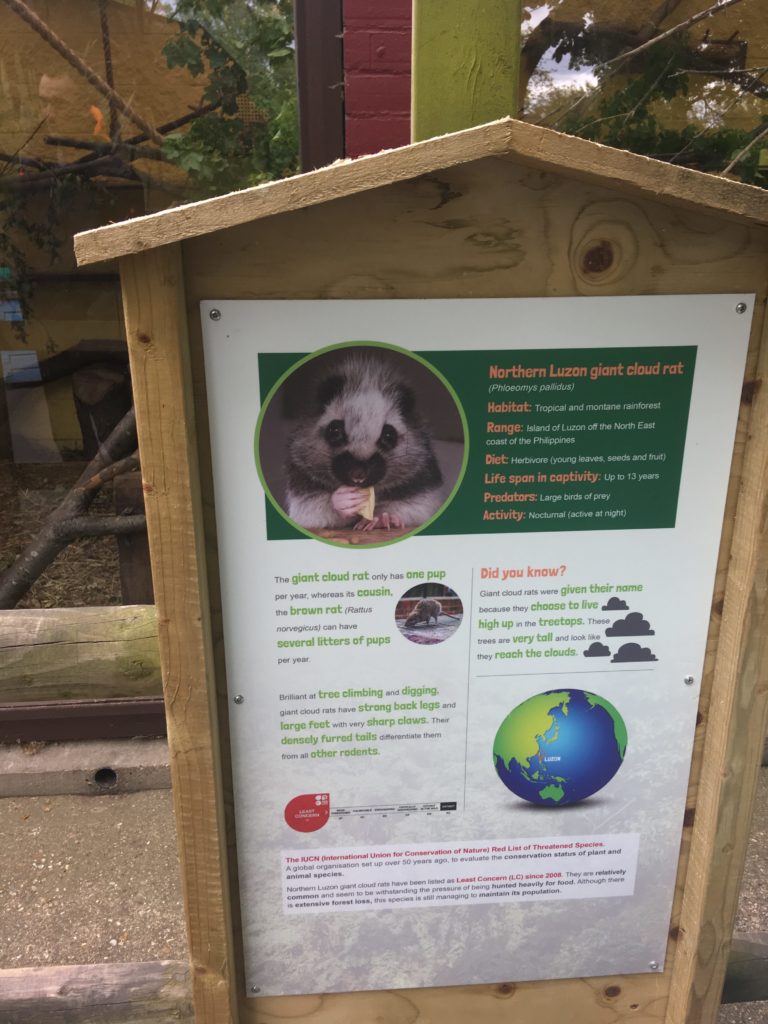 Signage about the Northern Luzon giant cloud rat.